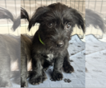 Small #1 Havanese Mix