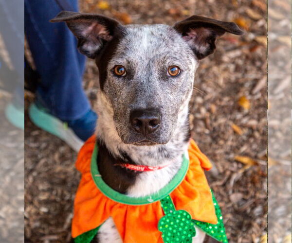 Medium Photo #9 Mutt Puppy For Sale in Canton, CT, USA