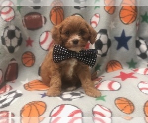 Cavapoo Puppy for sale in LAKELAND, FL, USA