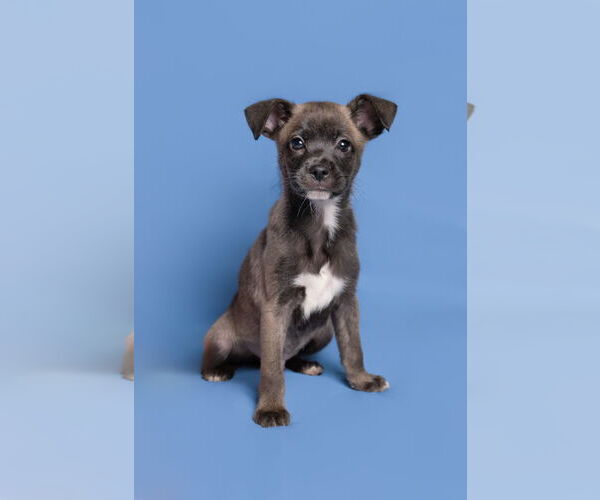 Medium Photo #3 Chihuahua-Unknown Mix Puppy For Sale in McKinney, TX, USA