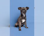 Small #2 Chihuahua Mix