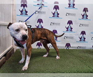American Bulldog-Unknown Mix Dogs for adoption in Orlando, FL, USA