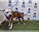 Small American Bulldog Mix