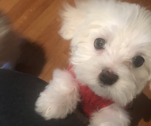 Maltese Puppy for sale in STOKESDALE, NC, USA