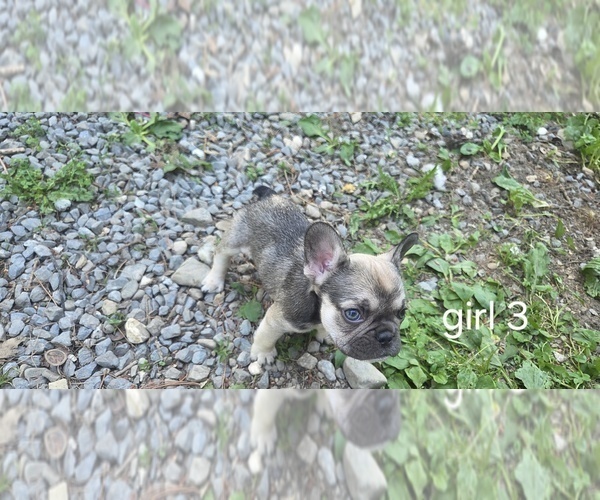 Medium Photo #6 French Bulldog Puppy For Sale in MAPLETON, ME, USA