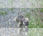 Small #5 French Bulldog