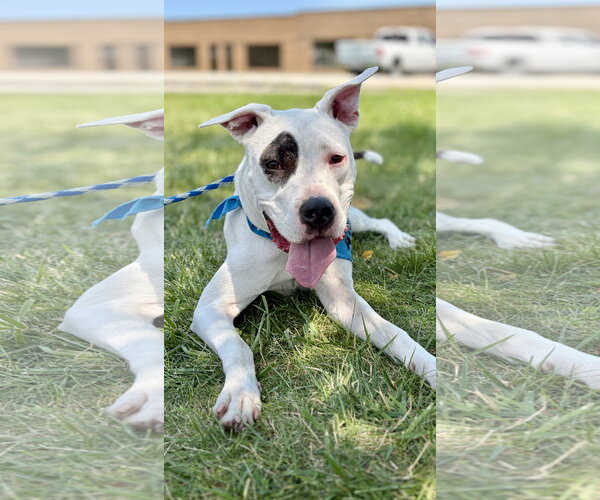 Medium Photo #3 Mutt Puppy For Sale in Techny, IL, USA