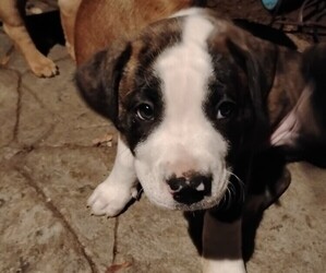 American Bulldog-Unknown Mix Puppy for sale in PORTLAND, OR, USA