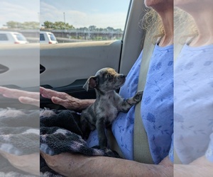 Chihuahua Puppy for sale in MARION, VA, USA