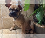 Small #10 American Bullnese-French Bulldog Mix