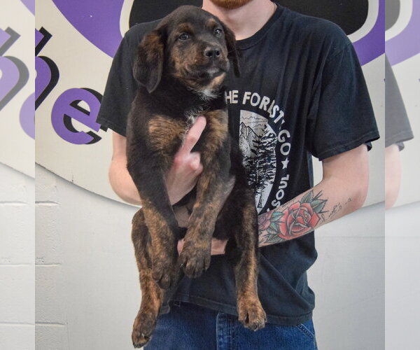Medium Photo #4 Rottweiler-Unknown Mix Puppy For Sale in Huntley, IL, USA