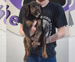 Small #3 Rottweiler Mix
