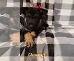 Small Photo #7 German Shepherd Dog Puppy For Sale in HARRISONVILLE, MO, USA