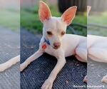 Small #2 Chihuahua Mix