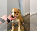 Small #2 Australian Shepherd Mix