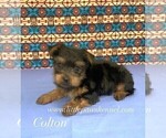 Small #2 Yorkshire Terrier