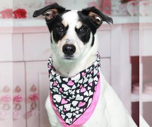 Jack Russell Terrier-Unknown Mix Dogs for adoption in Rockaway, NJ, USA