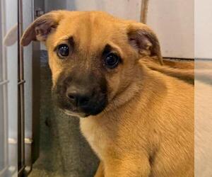 Mutt Dogs for adoption in San Antonio, TX, USA