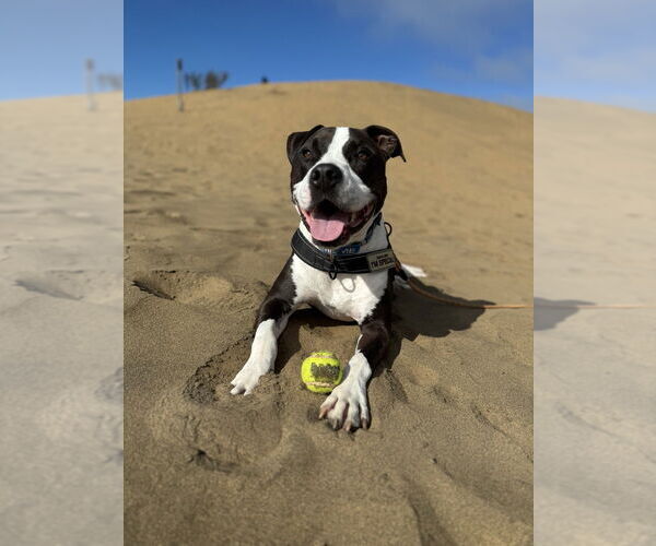 Medium Photo #2 Mutt Puppy For Sale in Pacifica, CA, USA