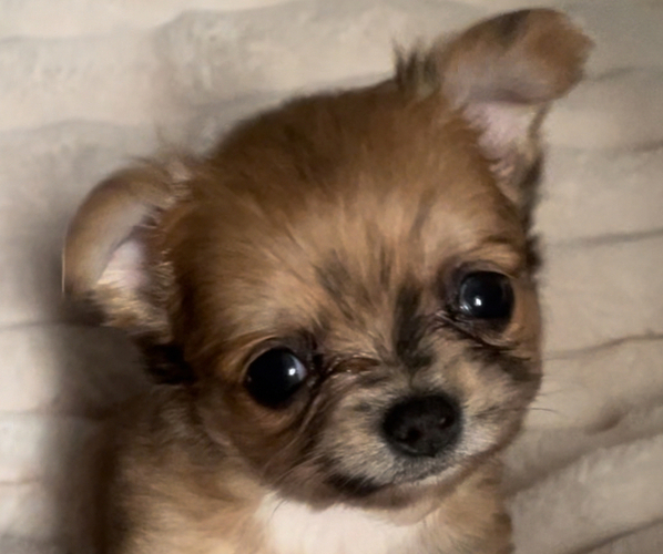 Medium Photo #1 Chihuahua Puppy For Sale in ADAMSVILLE, TN, USA