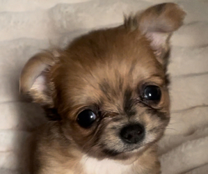 Chihuahua Puppy for sale in ADAMSVILLE, TN, USA