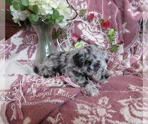 Poochon Puppy for sale in LE MARS, IA, USA