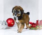 Small Photo #1 Bernedoodle-Poodle (Miniature) Mix Puppy For Sale in DALTON, OH, USA