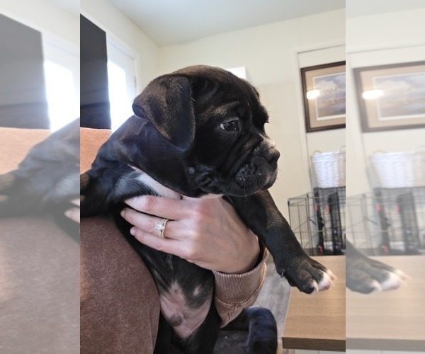 Medium Photo #11 American Bully Puppy For Sale in PADUCAH, KY, USA
