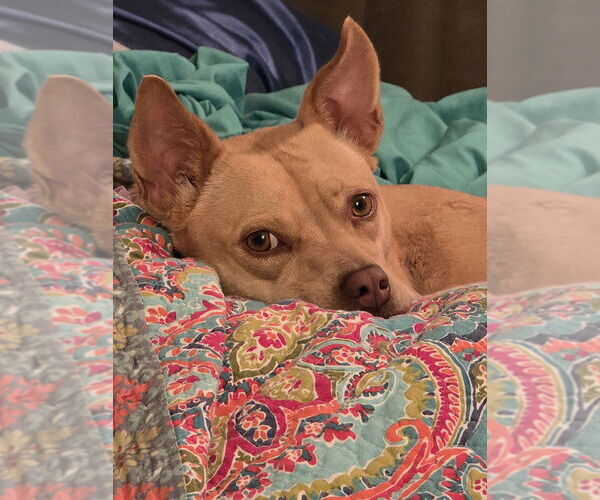 Medium Photo #5 Basenji-Rat Terrier Mix Puppy For Sale in Missouri City, TX, USA