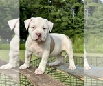 Small #6 American Bully