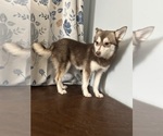 Small #41 Alaskan Klee Kai