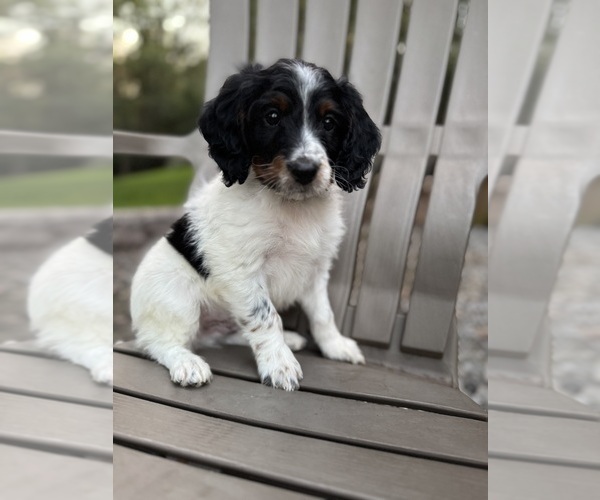 Medium Photo #5 Bernedoodle (Miniature) Puppy For Sale in DENVER, PA, USA