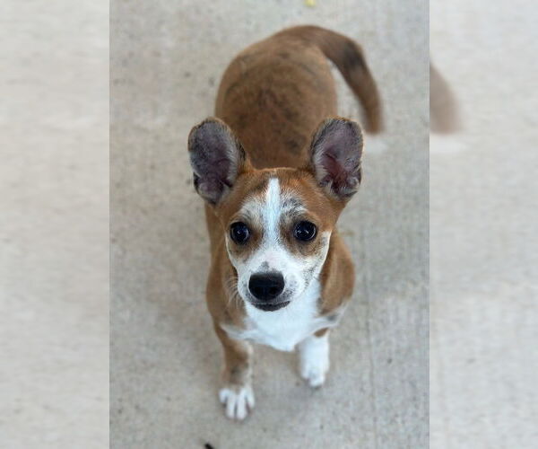 Medium Photo #1 Cardigan Welsh Corgi-Unknown Mix Puppy For Sale in Oak Bluffs, MA, USA