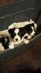 Small Photo #1 Australian Shepherd Puppy For Sale in OXFORD JUNCTION, IA, USA