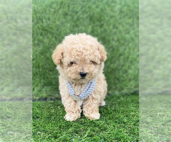 Medium Photo #3 Poodle (Toy) Puppy For Sale in NAPLES, FL, USA