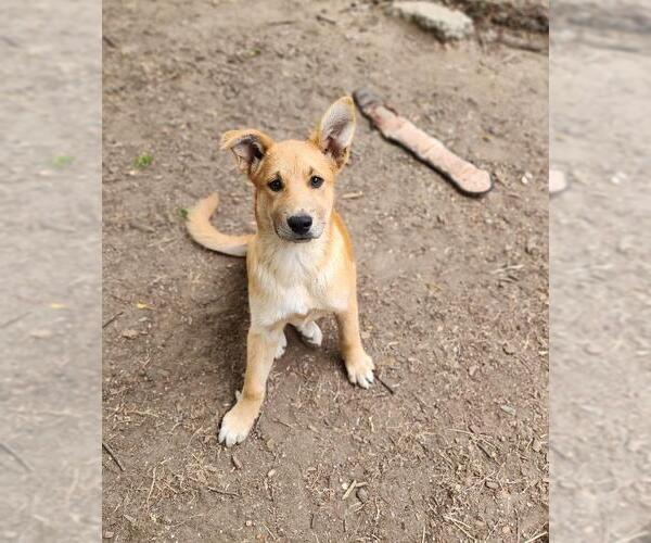 Medium Photo #1 German Shepherd Dog Puppy For Sale in Parlier, CA, USA