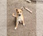 Small German Shepherd Dog