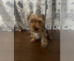 Small Photo #5 Yorkshire Terrier Puppy For Sale in DURHAM, CT, USA
