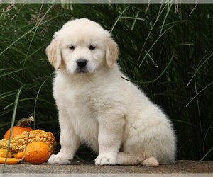 English Cream Golden Retriever Puppy for sale in FREDERICKSBG, OH, USA
