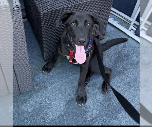 Medium Photo #8 Labrador Retriever-Unknown Mix Puppy For Sale in Wakefield, RI, USA