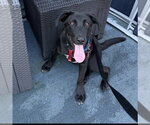 Small #7 Labrador Retriever Mix