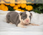 Puppy Whisper Olde English Bulldogge