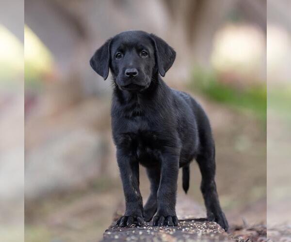 Medium Photo #4 Labrador Retriever-Unknown Mix Puppy For Sale in San Diego, CA, USA