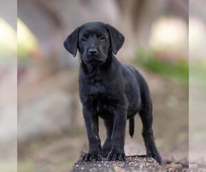 Huckleberry Finn Pup - Curtiz - Male Labrador Retriever-Unknown Mix Dog for Adoption - Photo #4