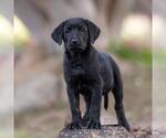 Small Photo #4 Labrador Retriever-Unknown Mix Puppy For Sale in San Diego, CA, USA