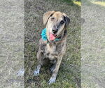 Small Catahoula Leopard Dog-Labrador Retriever Mix