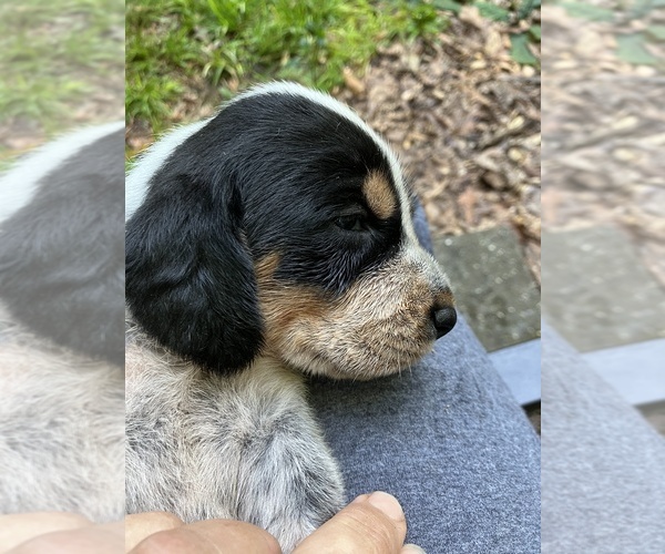 Medium Photo #1 Blue Gascony Griffon Puppy For Sale in WATKINSVILLE, GA, USA