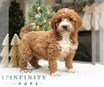 Small #2 Goldendoodle (Miniature)