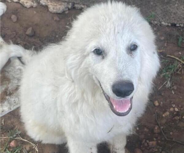Medium Photo #6 Great Pyrenees Puppy For Sale in MULLIN, TX, USA