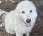 Small #5 Great Pyrenees